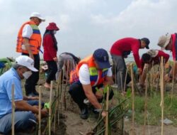 S1 Pariwisata USM Menanam Mangrove, Prof Sudharto : Ini Kesempatan USM Kembangkan Wisata Berbasis Lingkungan