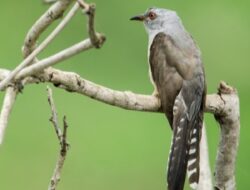 Suara Burung Kedasih Menandakan Kematian, Mitos atau Fakta?